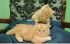 Traditional Persian Ginger Female And Black Ta Male